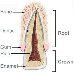 Anatomy of a Tooth.